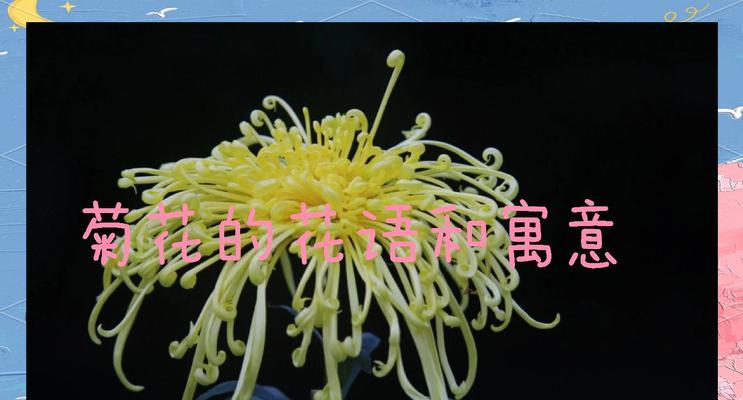 jvhua的花语是什么？如何用jvhua表达爱意？