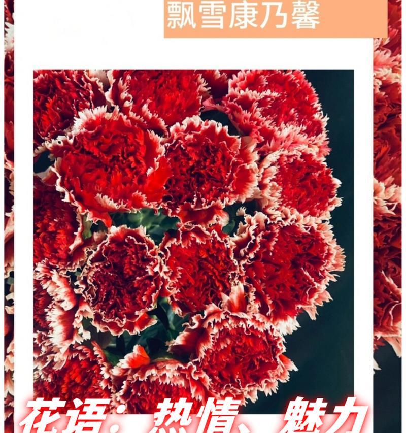 康乃馨在欧洲的花语有哪些含义？