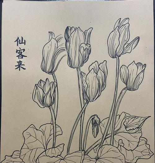 仙客来花语寓意是什么？它代表了什么？