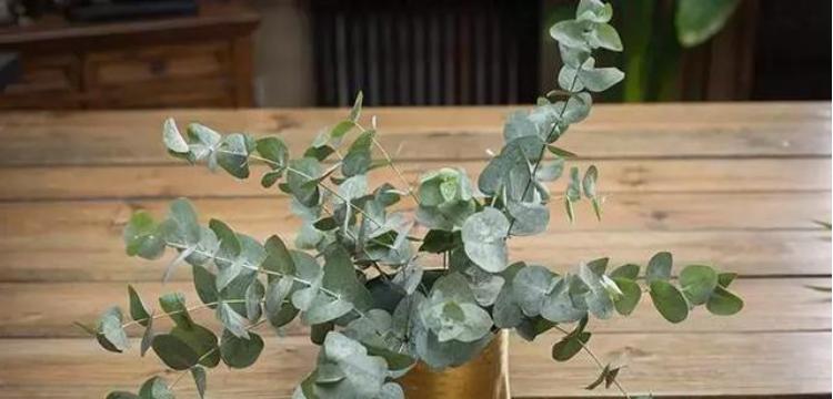 尤加利树苗的花语有哪些？它代表了什么？