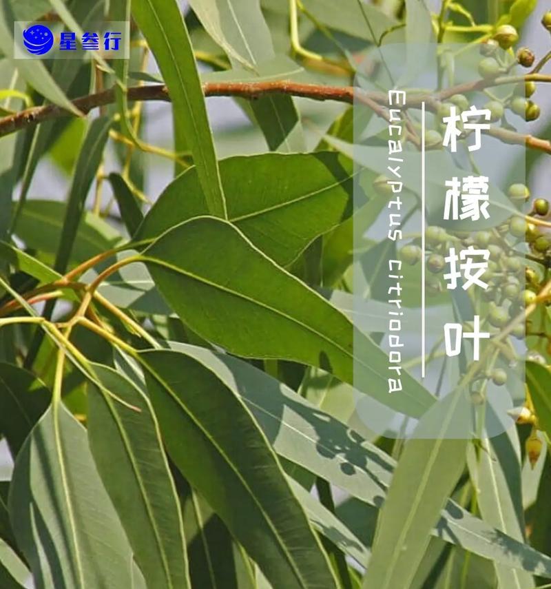 尤加利树苗的花语有哪些？它代表了什么？
