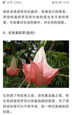 曼陀罗的简单花语是什么？它象征着什么？