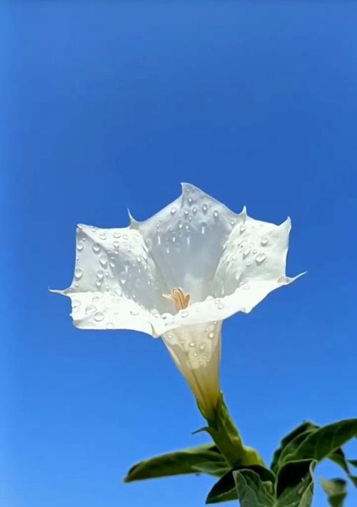曼陀罗的简单花语是什么？它象征着什么？