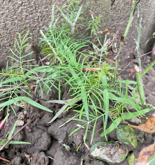 羽叶茑萝的花语是什么？它象征着什么？
