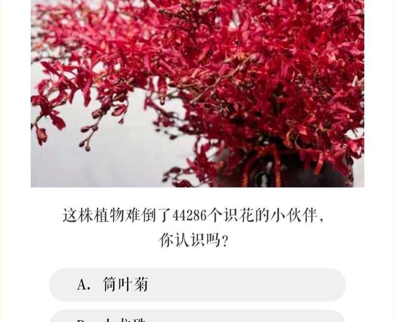 家养植物的花语有哪些？它们象征着什么？