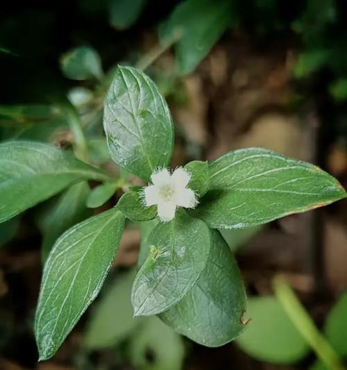 蛇莓的花语虚伪是什么？它有何含义？