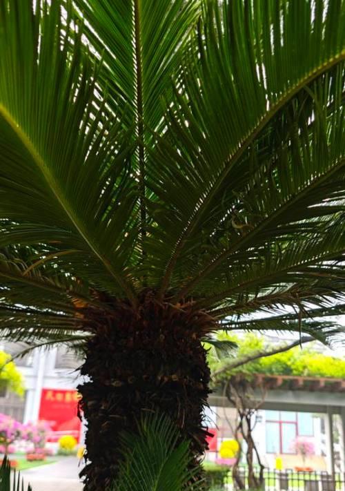 莫斯科铁树的花语是什么？它有何寓意？