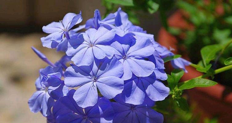 蓝色延胡索的花语是什么？它代表了什么？
