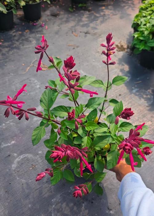 黄金鼠尾草的花语是什么？它象征着什么？
