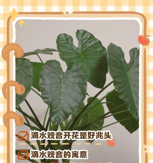 滴水观音的花语代表什么？寓意何在？