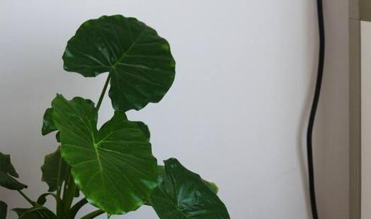 滴水观音的花语代表什么？寓意何在？