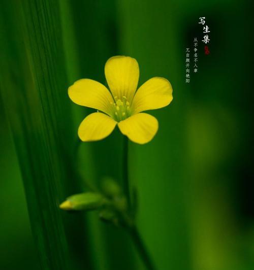 酢浆草花语能用诗句表达吗？有哪些诗句？