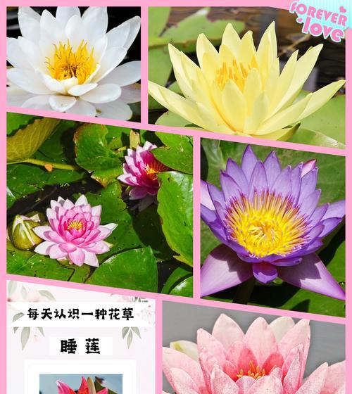 什么花代表与世无争？花语有何深意？