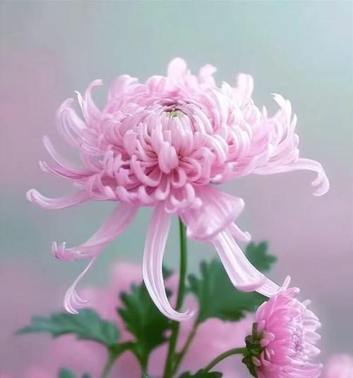 什么花代表与世无争？花语有何深意？