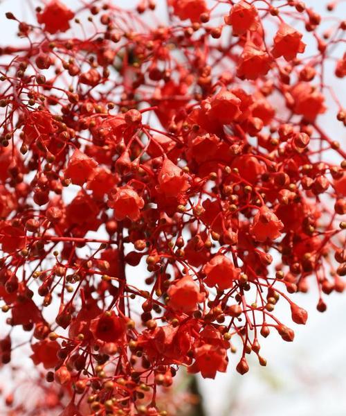 槭树开花的花语是什么？有何特别含义？