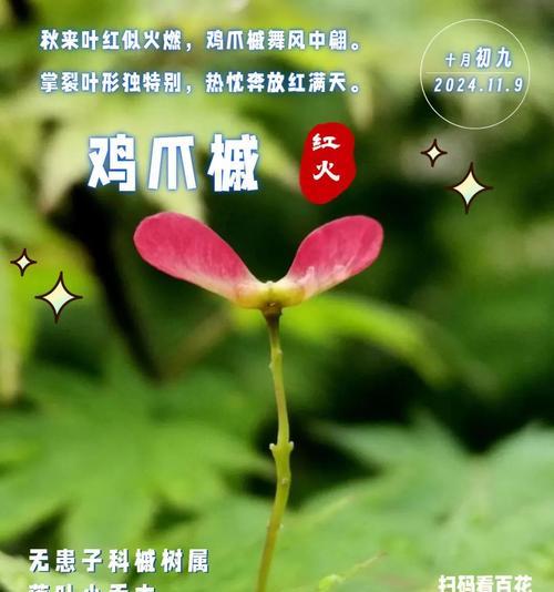 槭树开花的花语是什么？有何特别含义？