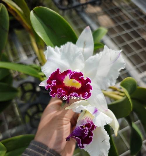 卡特兰花的花语是什么？如何表达情感？