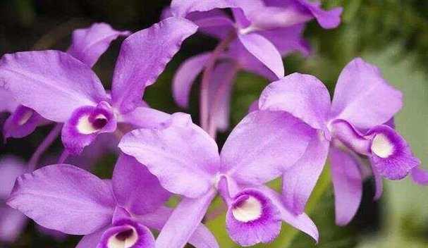 卡特兰花的花语是什么？如何表达情感？