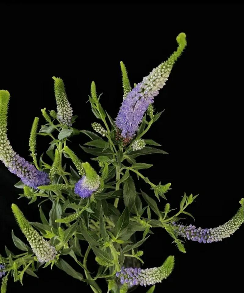 彩虹鼠尾草的花语是什么？有哪些特别含义？