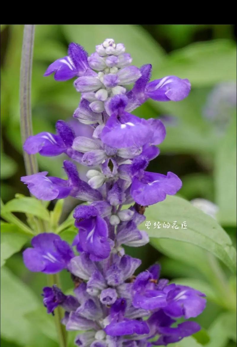 彩虹鼠尾草的花语是什么？有哪些特别含义？