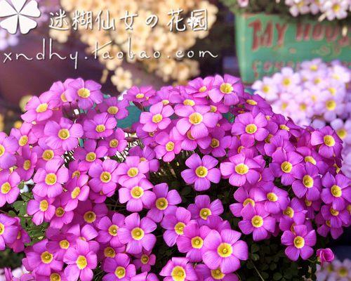 紫色醡浆草的花语有何深意？代表什么？