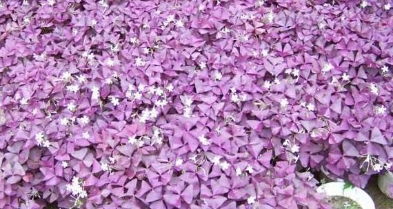 紫色醡浆草的花语有何深意？代表什么？