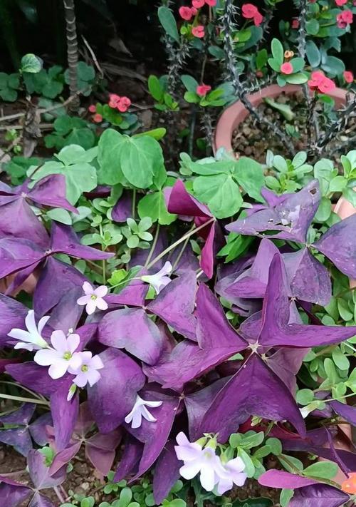 紫色醡浆草的花语有何深意？代表什么？