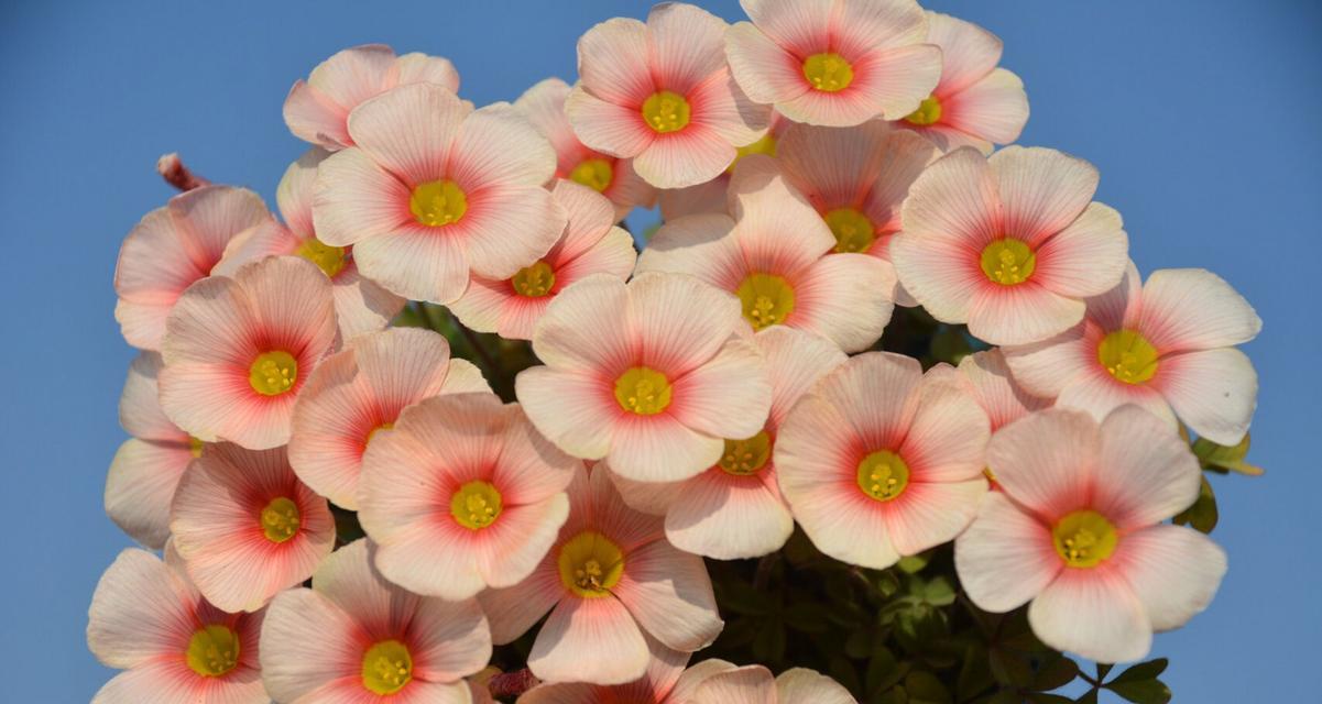 白花酢浆草的花语是什么？有何特别之处？