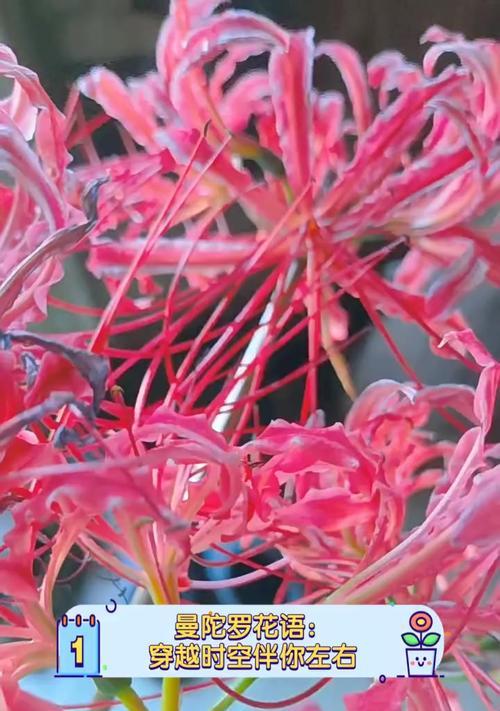 曼陀罗花语中的正义象征是什么？如何理解？