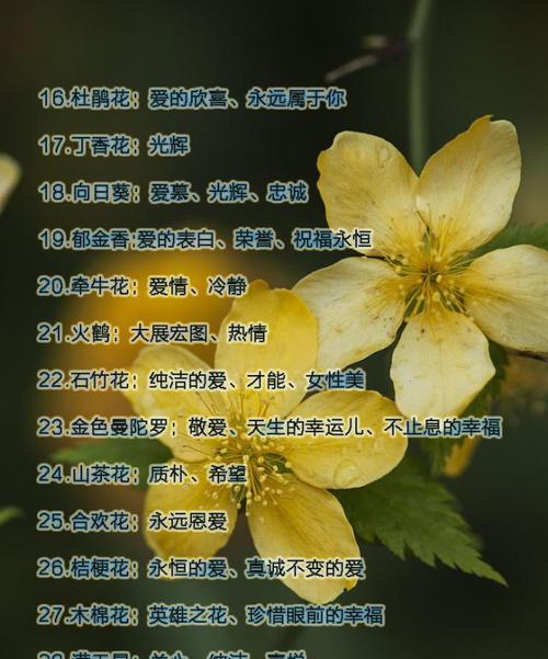 支干番杏的花语有何特别之处？代表什么？