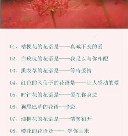 支干番杏的花语有何特别之处？代表什么？