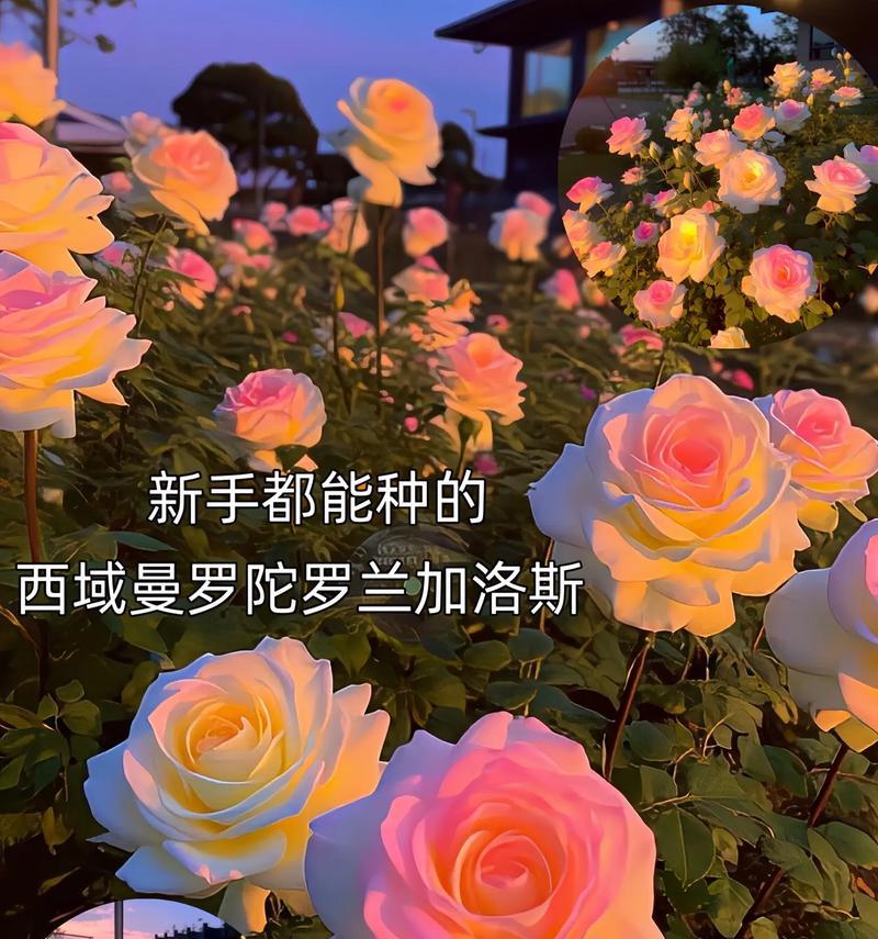 曼陀罗隐藏的花语是什么？如何发现？