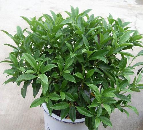 非洲茉莉的花语有何含义？代表什么情感？