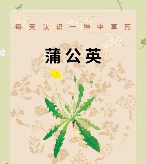 蒲公英的花语能表达什么情感？有何寓意？