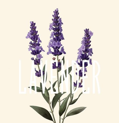 薰衣草的花语是什么？如何用诗句表达？
