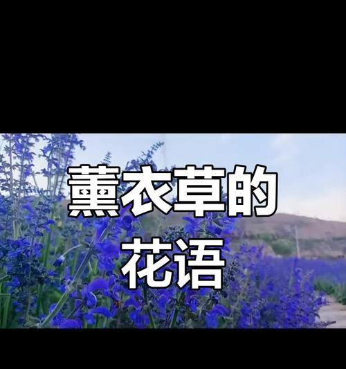 薰衣草的花语是什么？如何用诗句表达？