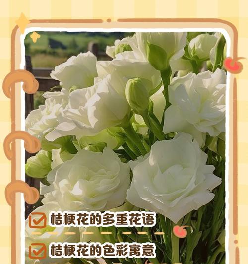 桔梗花搭配哪种花语最合适？