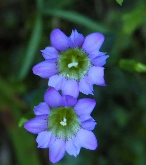 龙胆花代表正义的花语有何深意？
