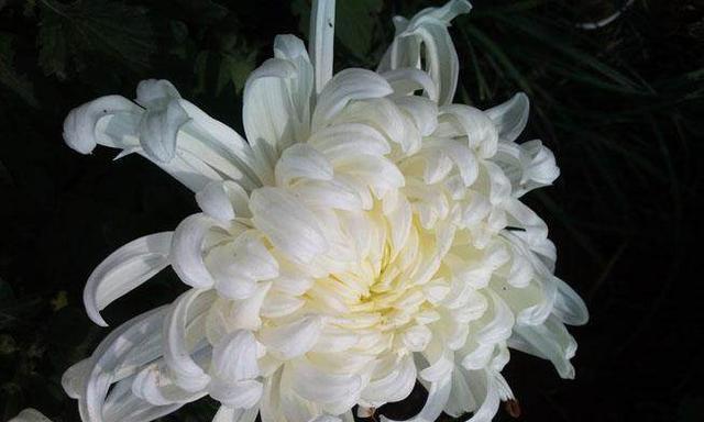 金星珊瑚厥的花语有哪些独特含义？