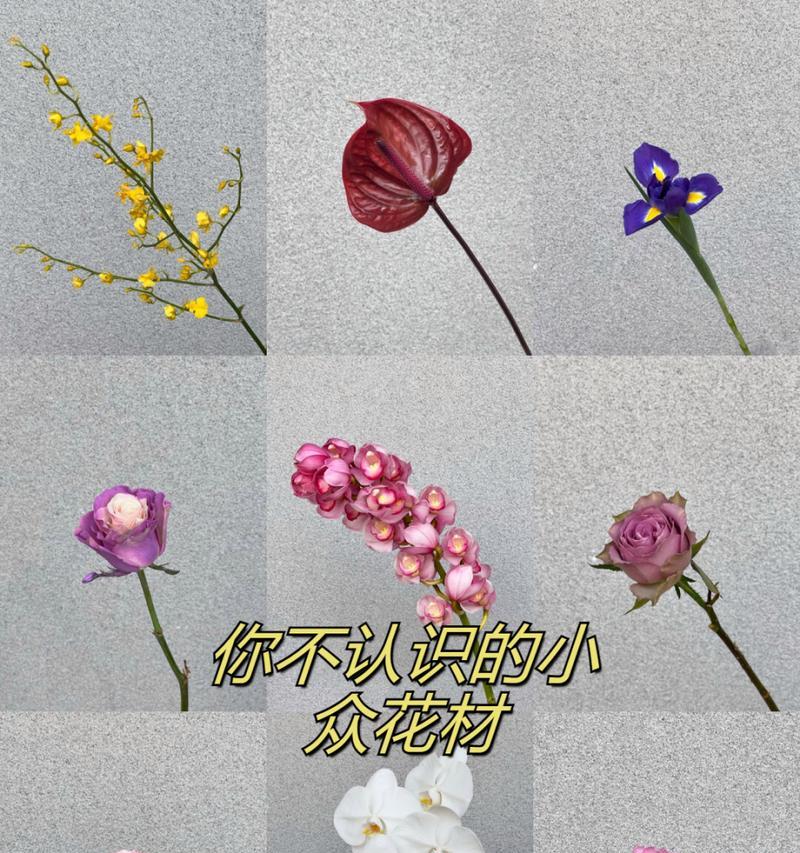 跳舞兰的花语如何用诗词表达？