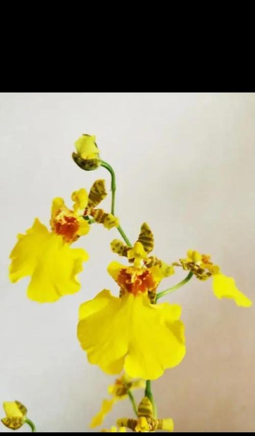 跳舞兰的花语如何用诗词表达？