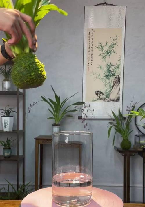 跳舞兰的花语如何用诗词表达？