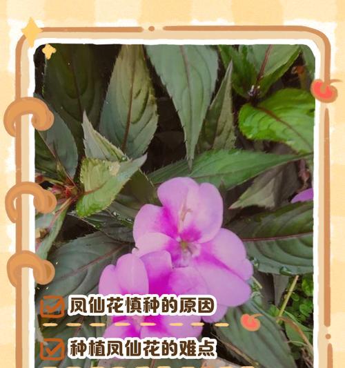 粉色凤仙花的花语代表什么？