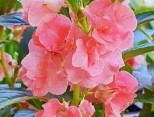 粉色凤仙花的花语代表什么？