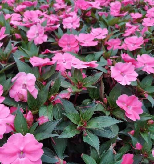 粉色凤仙花的花语代表什么？