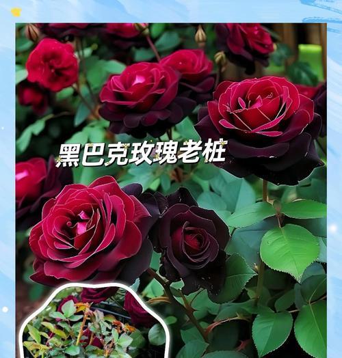 155朵玫瑰代表的花语是什么？
