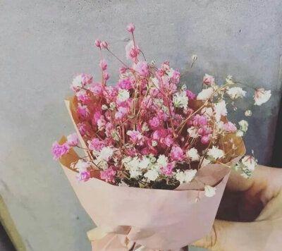 天蓝风车果的花语传达了什么情感？