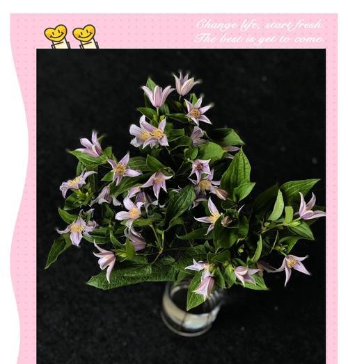 铃铛铁线莲的花语能表达什么？