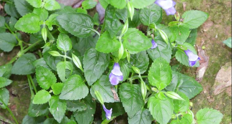 花叶蝴蝶草的花语代表了什么？
