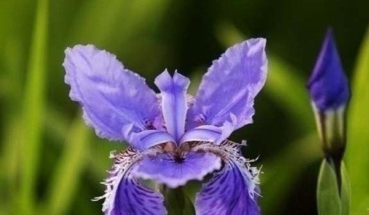 花叶蝴蝶草的花语代表了什么？